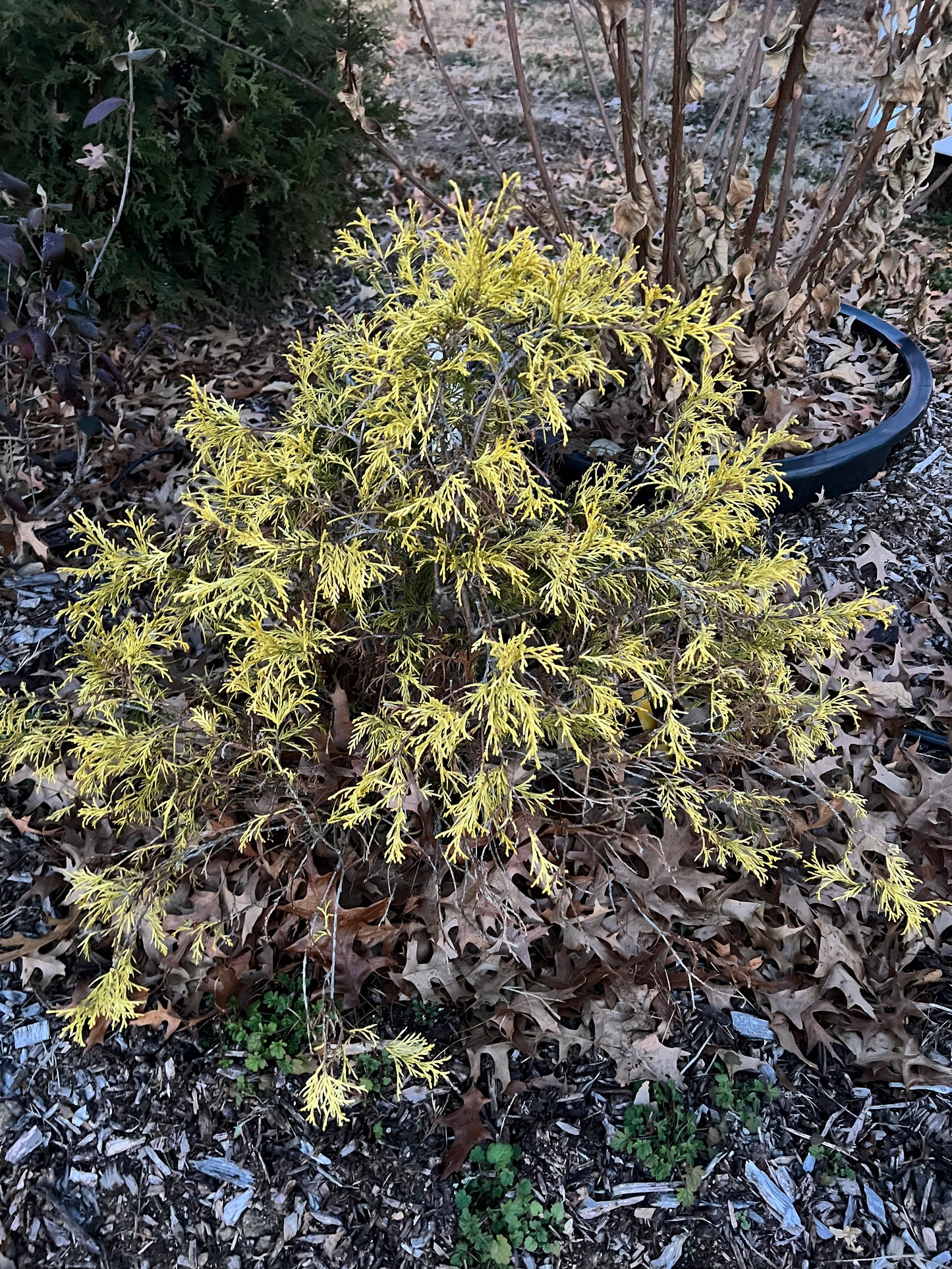 Golden Mop