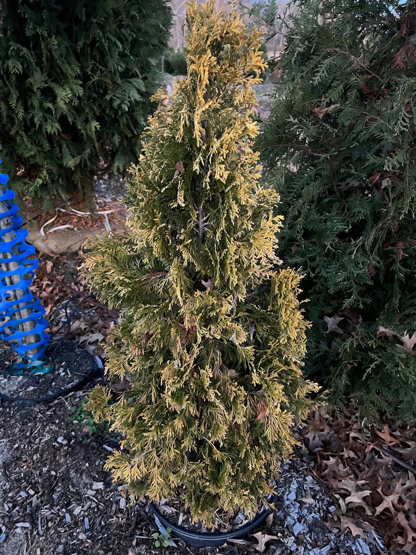 Golden Arborvitae 4’