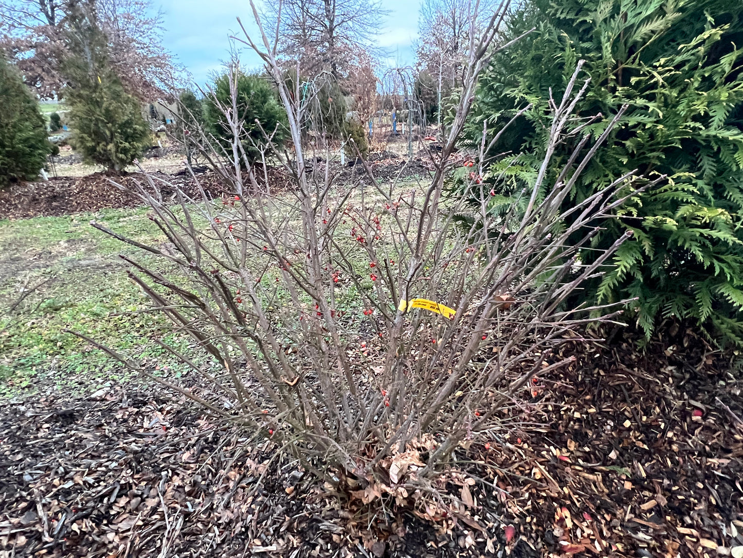 36” Burning Bush - 🌲