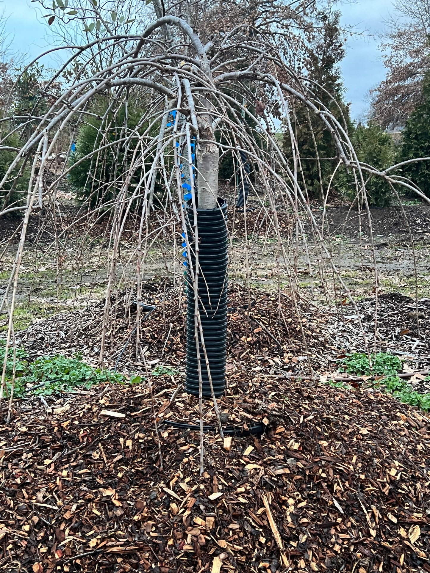 25G Weeping Cherry Tree - 🌲