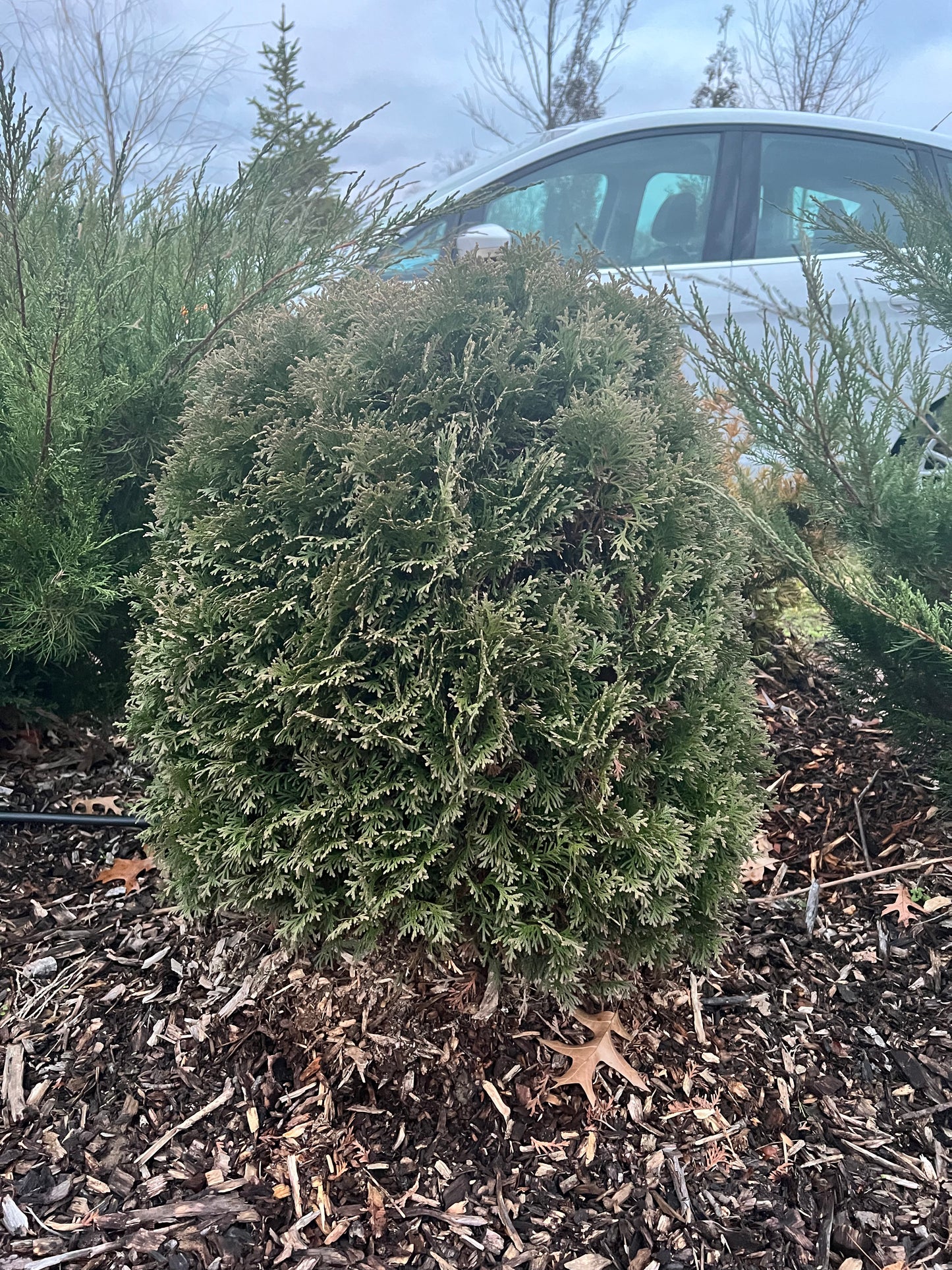 36” Mr. Bowling Ball Arborvitae