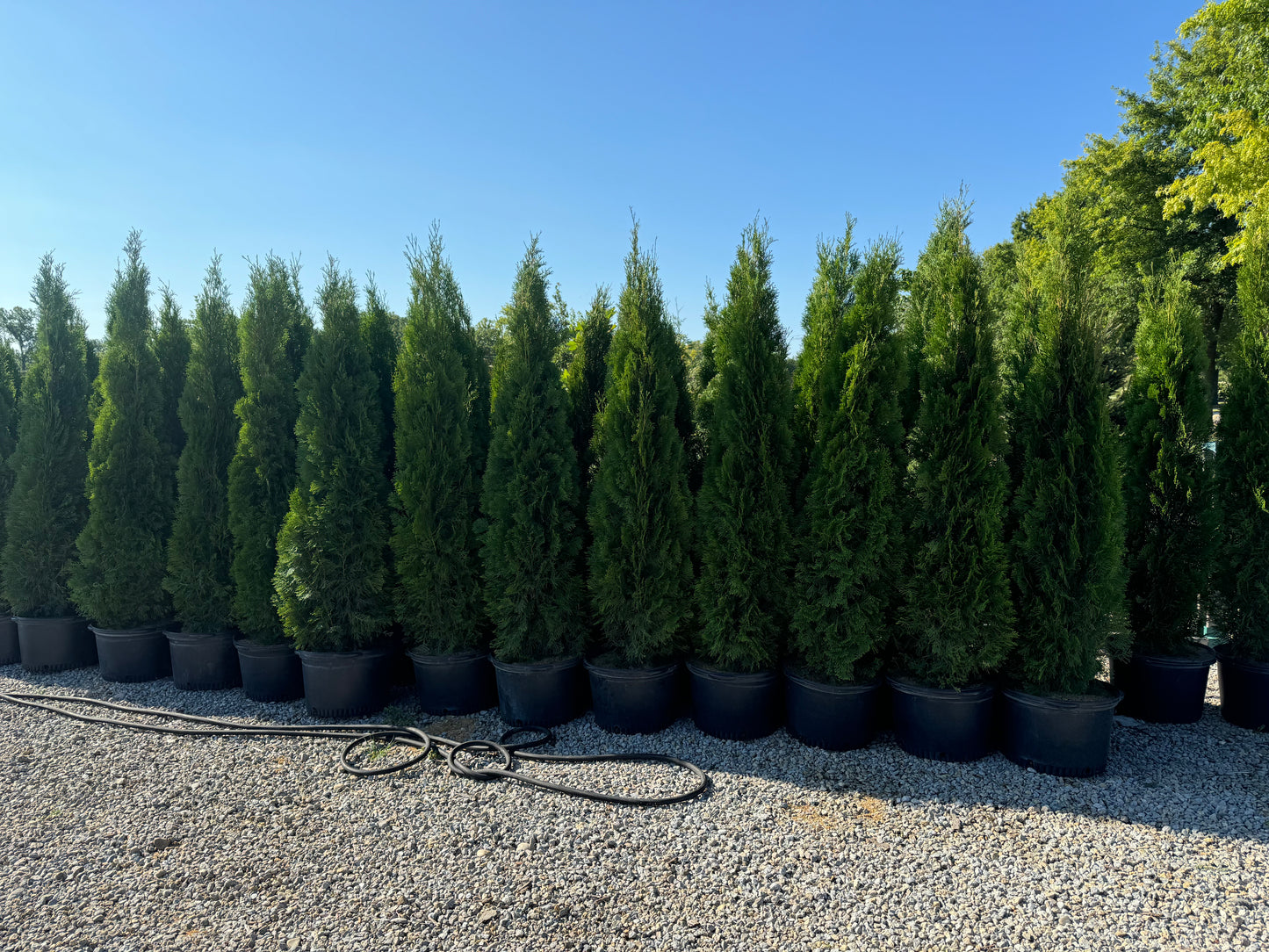 6-7 Gallon Arborvitae in container - 🌲