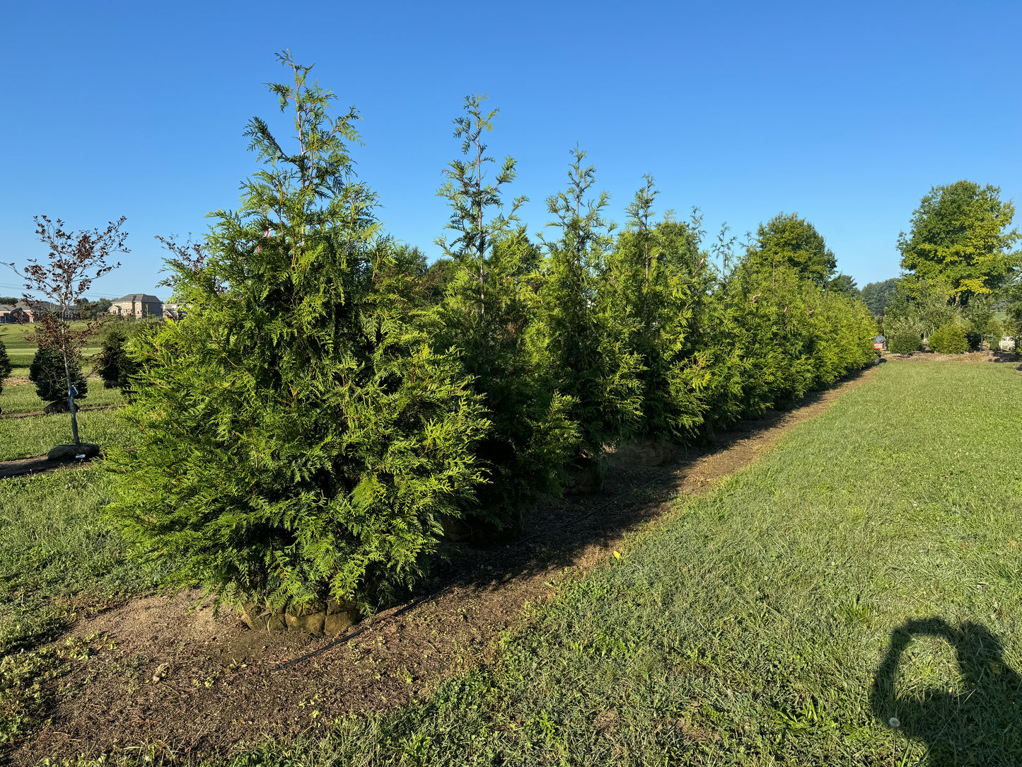 10’ Green Giant - 🌲