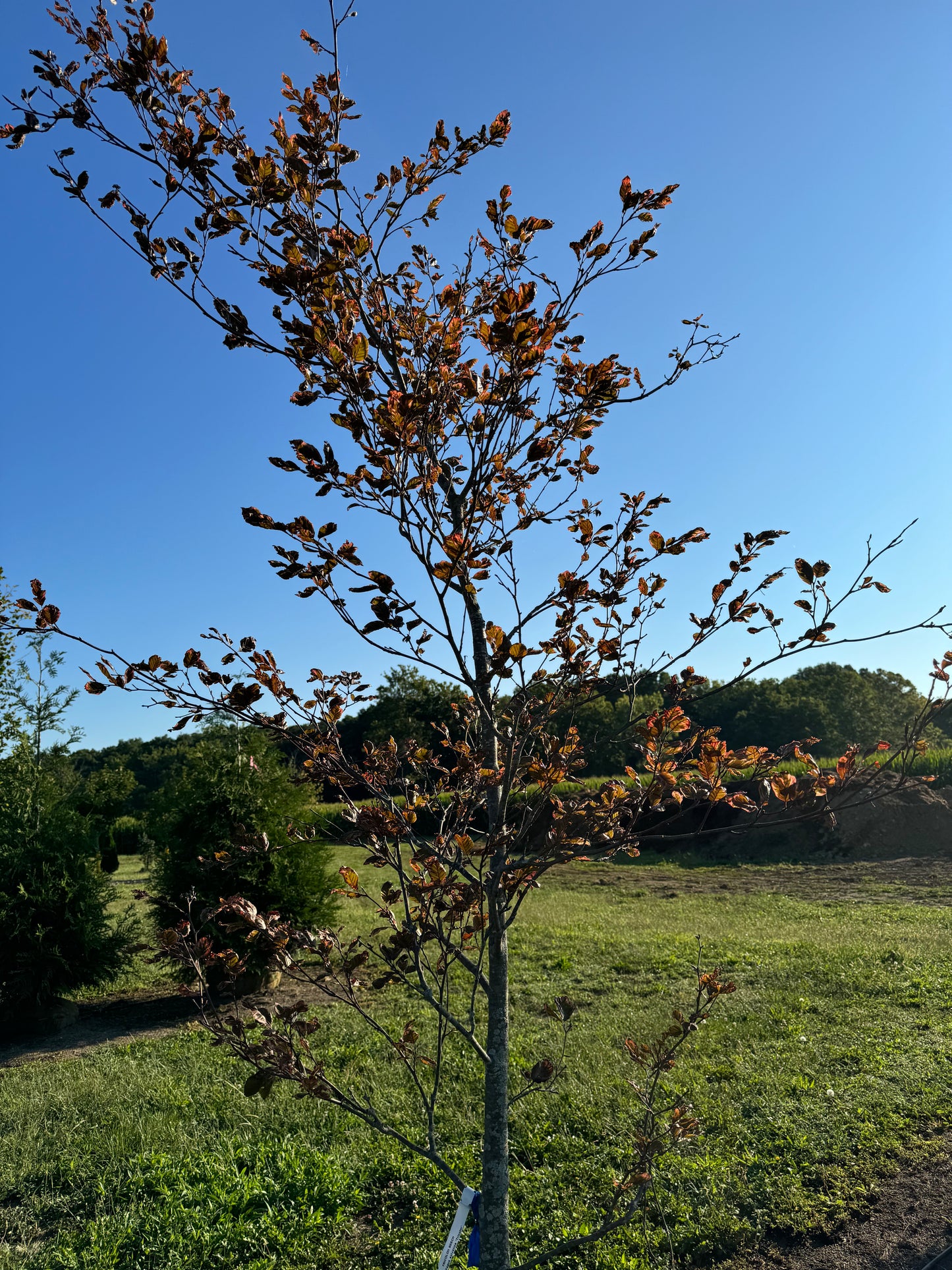 Tri Color Beech