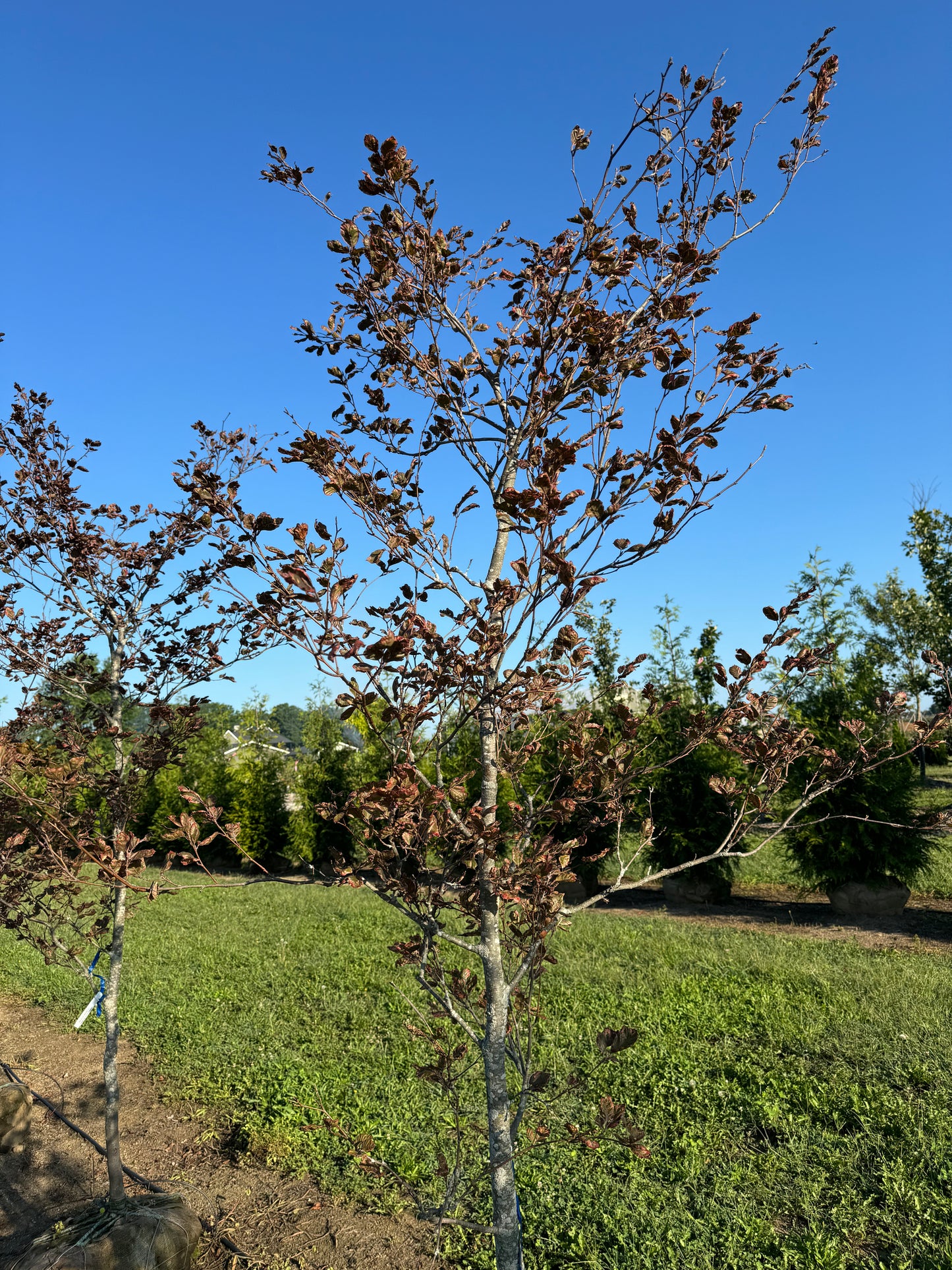 Tri Color Beech