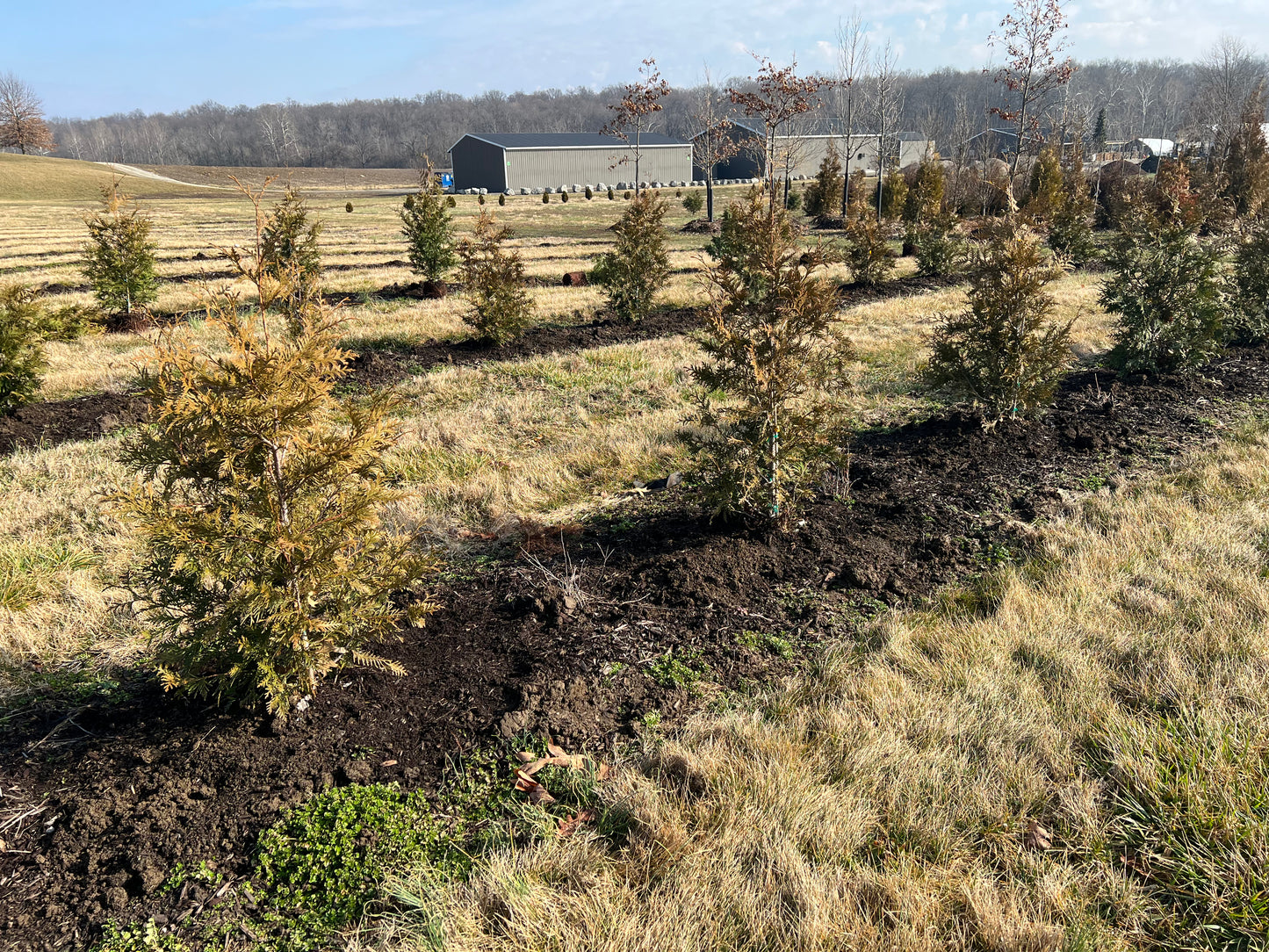 Green Giant Arborvitae