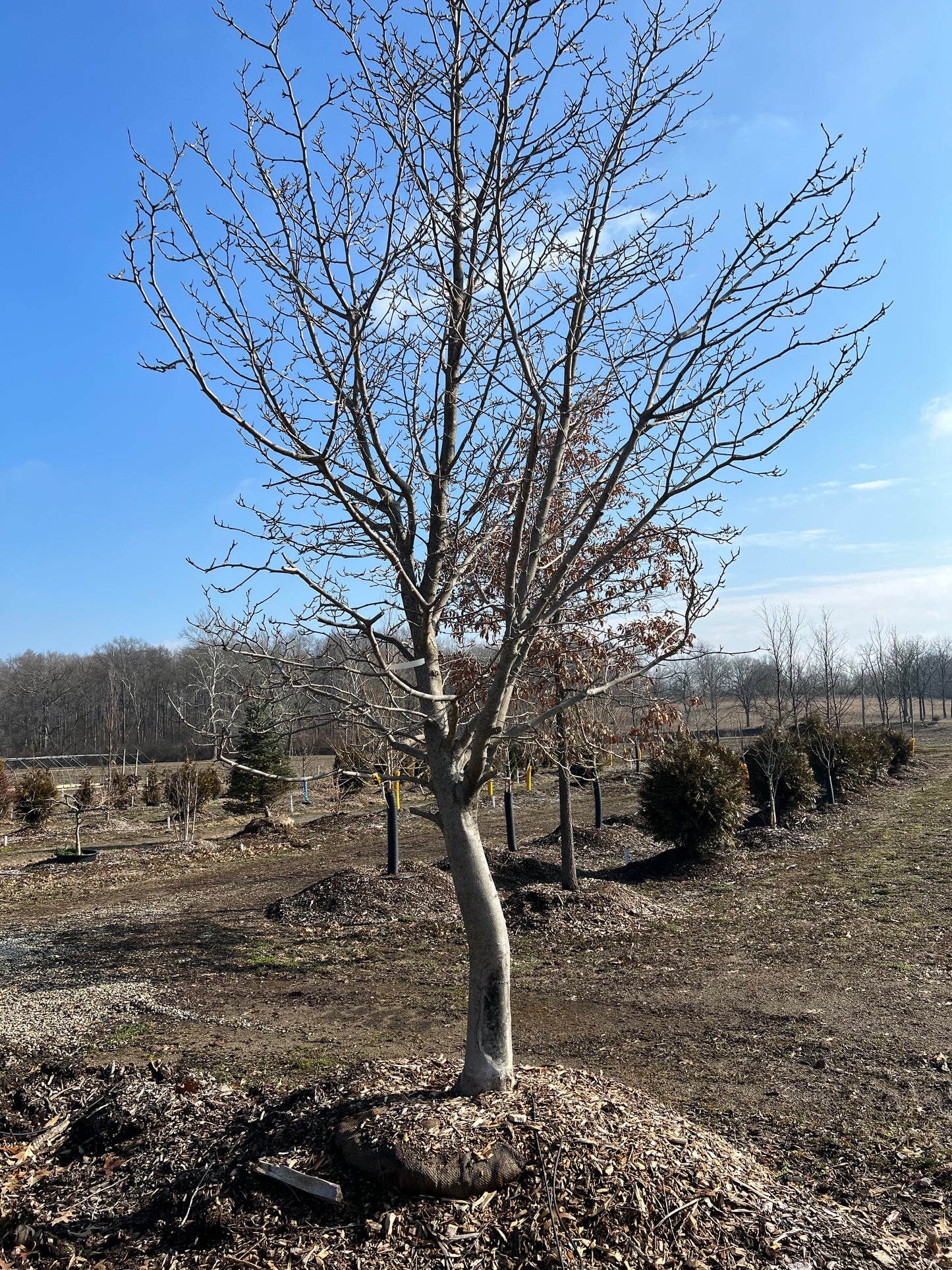 Dr. Merrill Magnolia