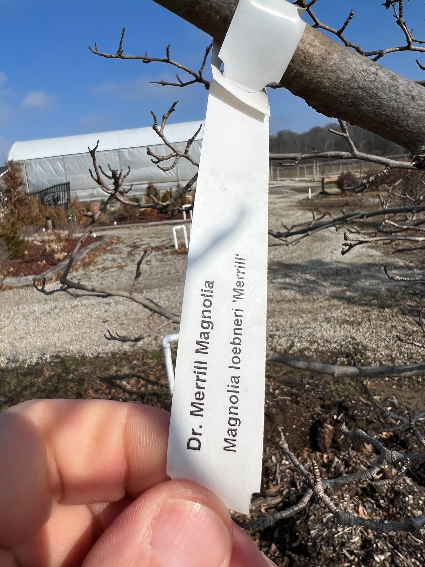 Dr. Merrill Magnolia