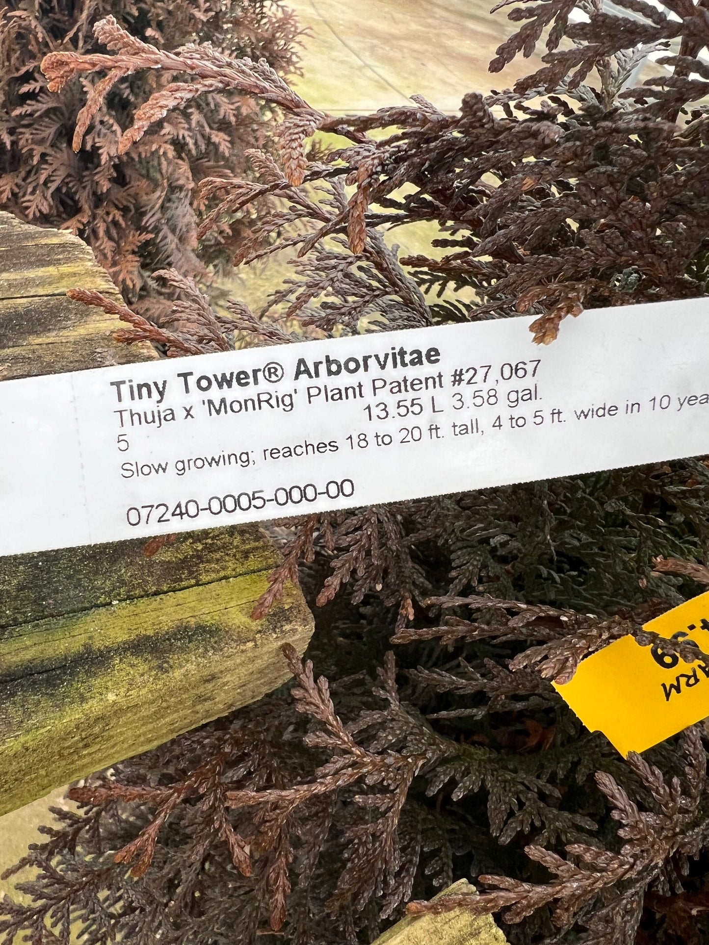 Tiny Tower Arborvitae -š²
