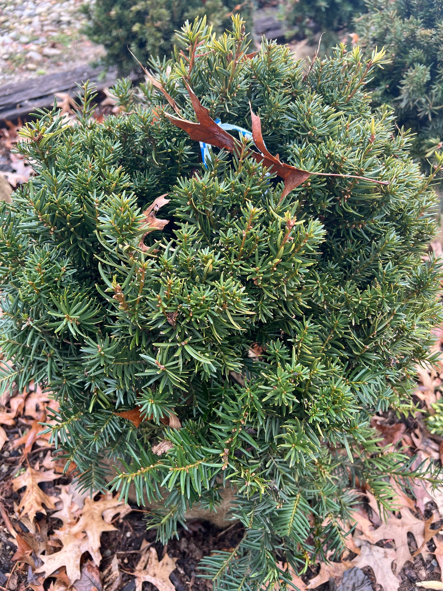 Taxus Runyon