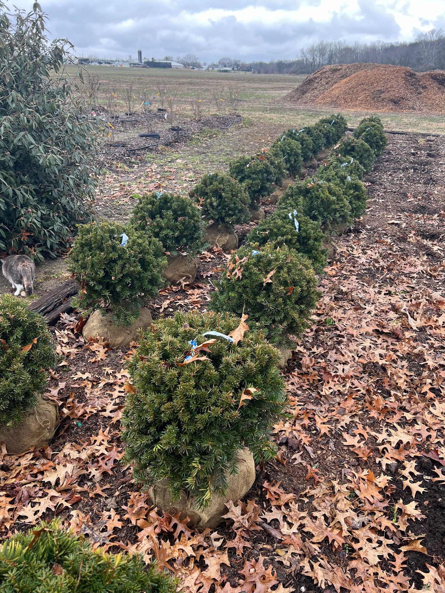 Taxus Runyon