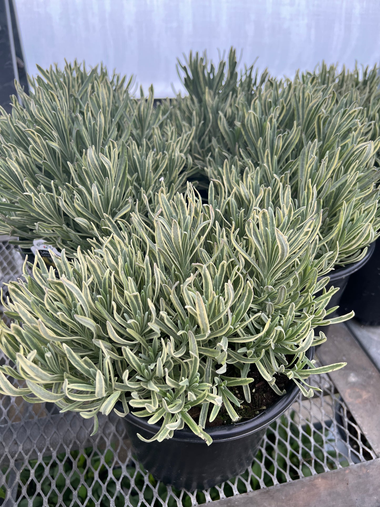 Lavandula -Platinum Blonde