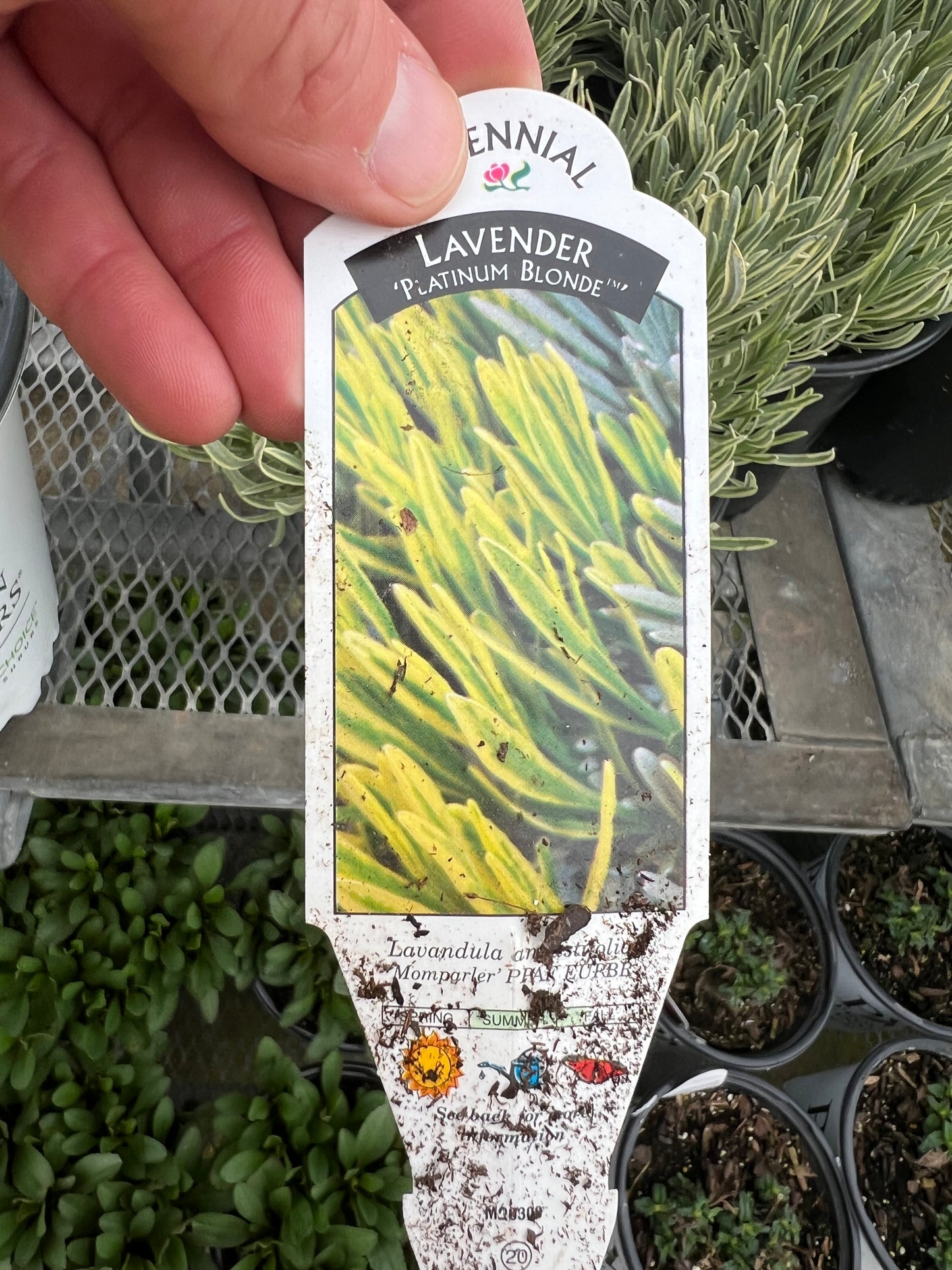 Lavandula -Platinum Blonde