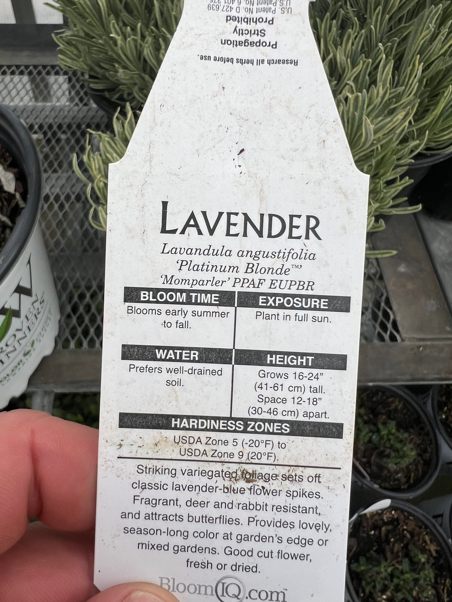 Lavandula -Platinum Blonde