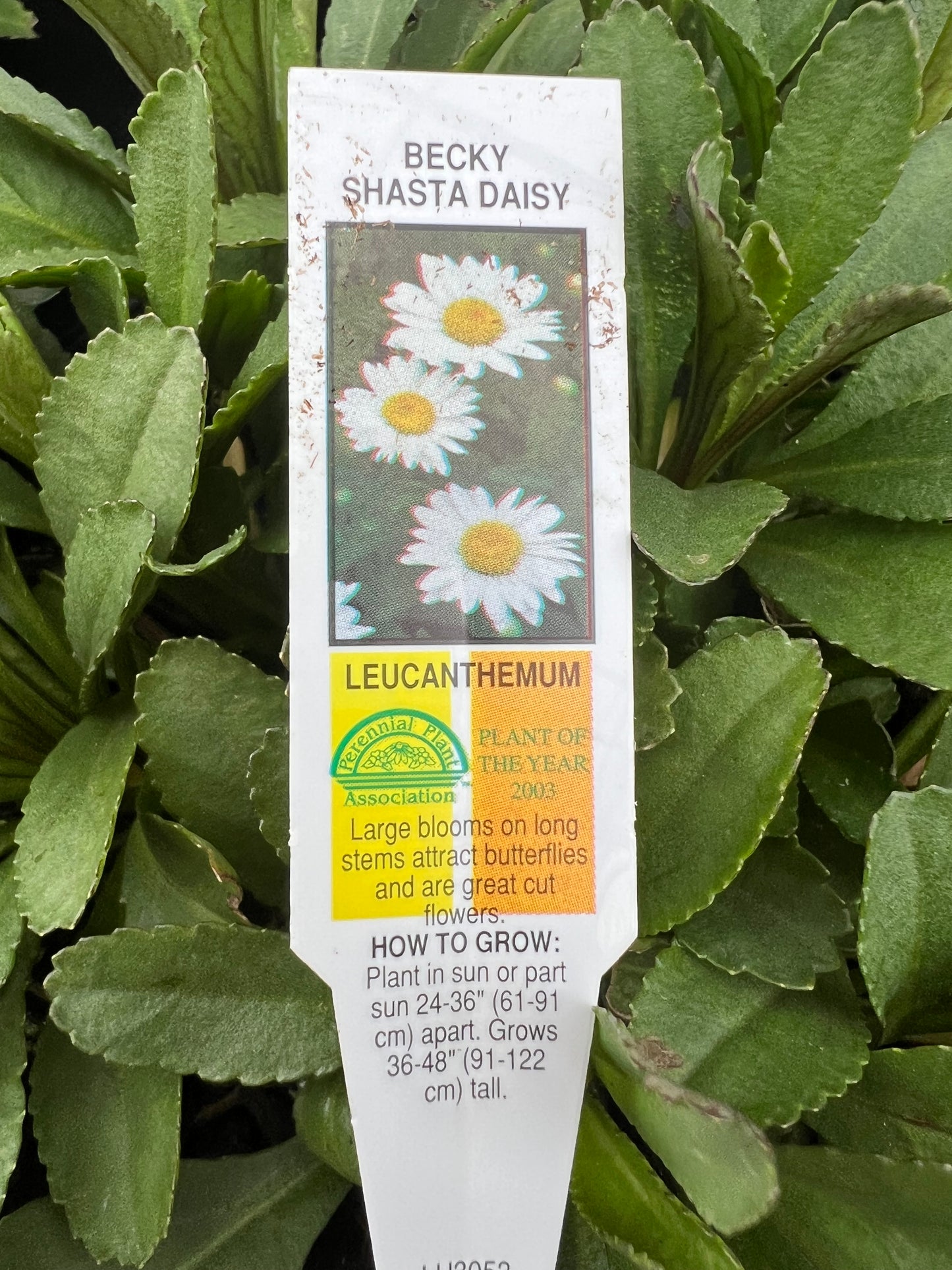 Becky Shasta Daisey