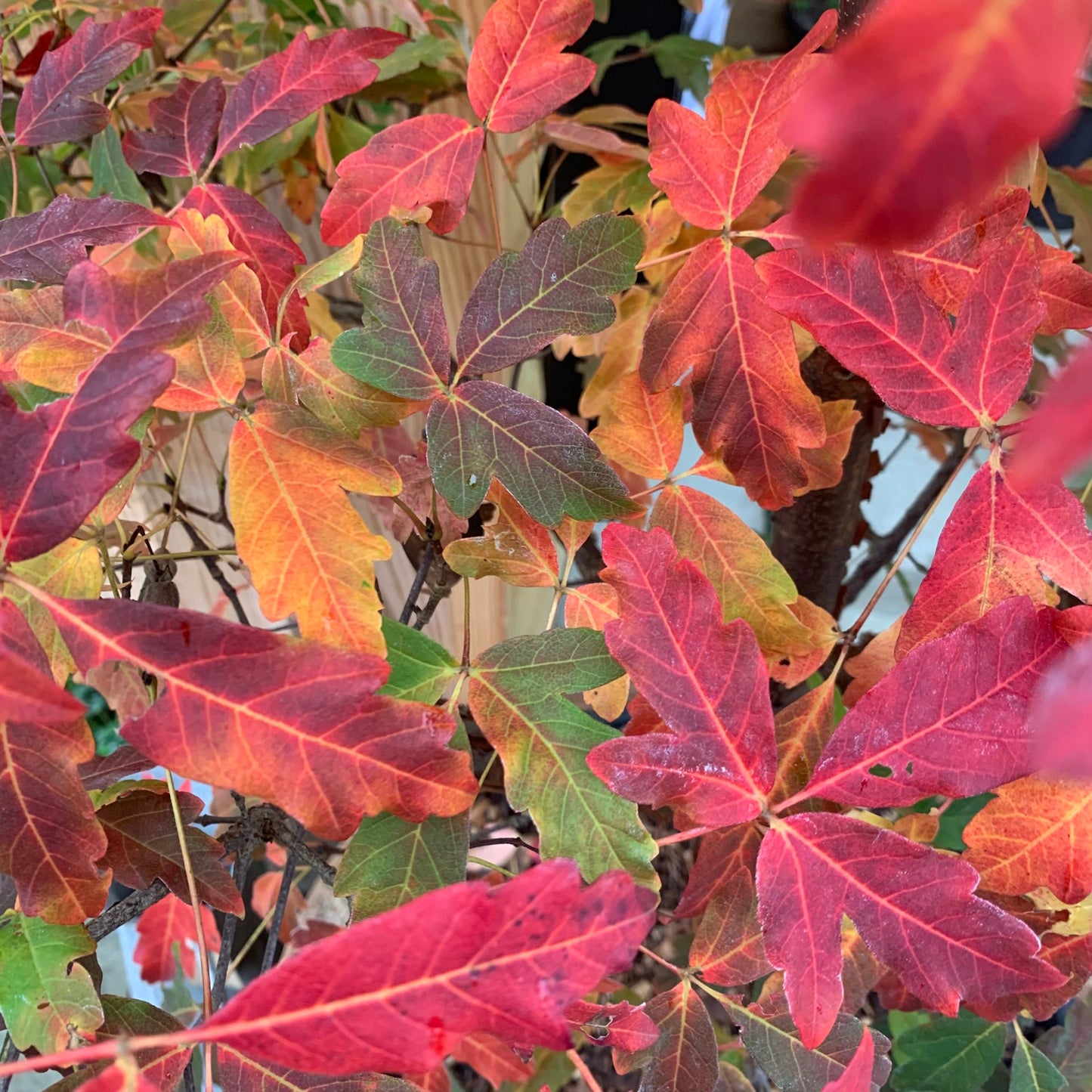 Maple 🍁 Acer Grism