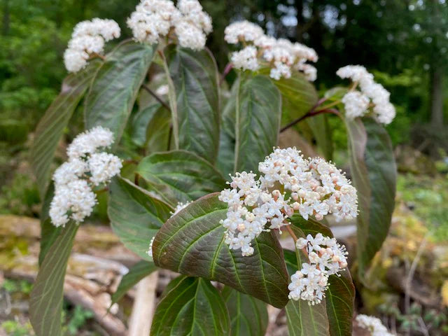 Viburnum - š²