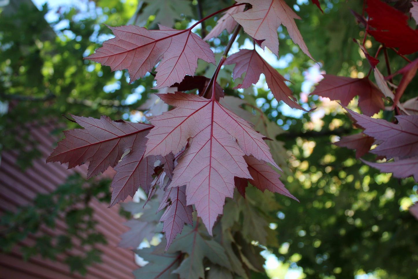 Oregon Trail Sugar Maple - 🌲