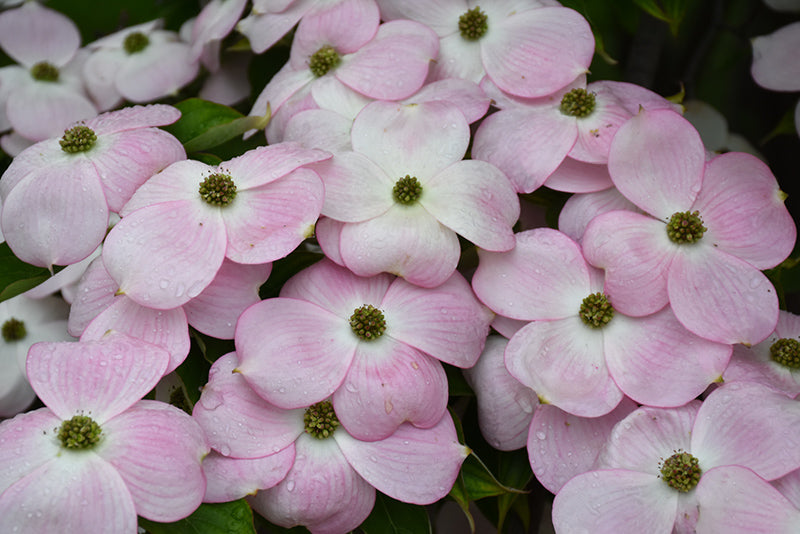 Pink Dogwood