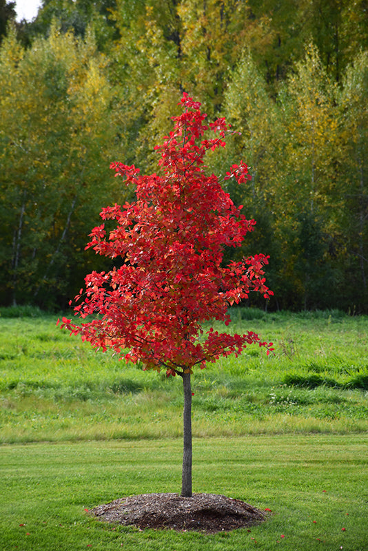 1" Black Gum (wildfire) - 🌲