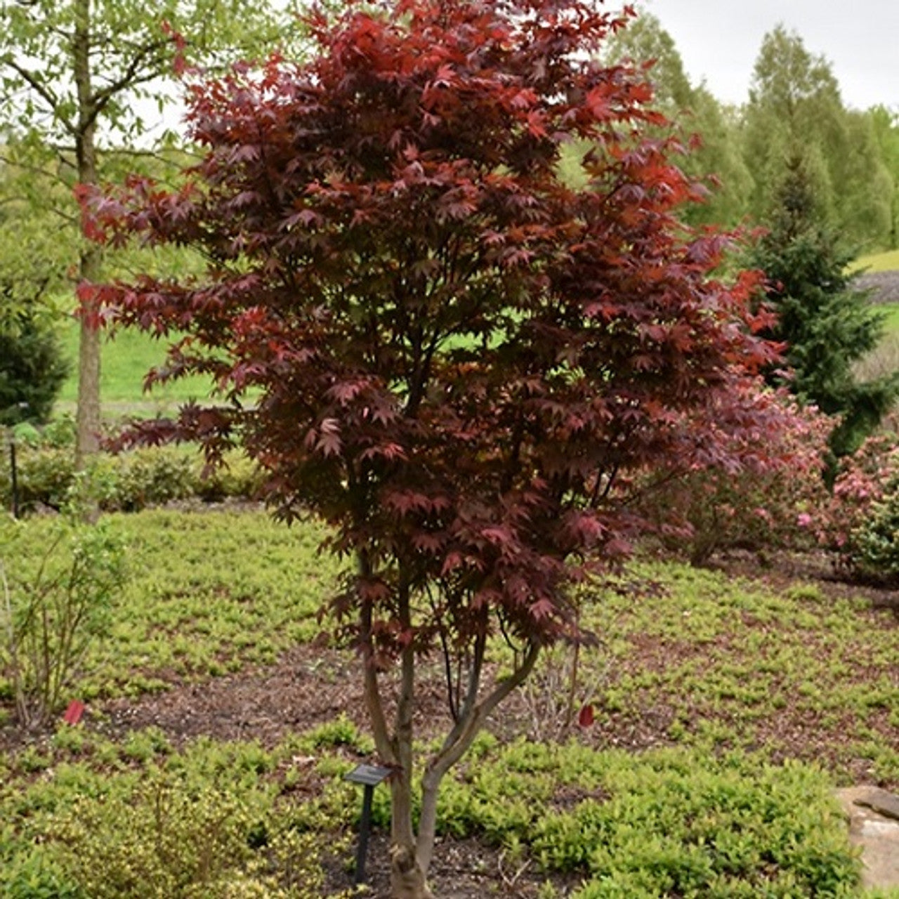 2-8' Oak tree/ Maple Tree/Mixed Trees - 🌲