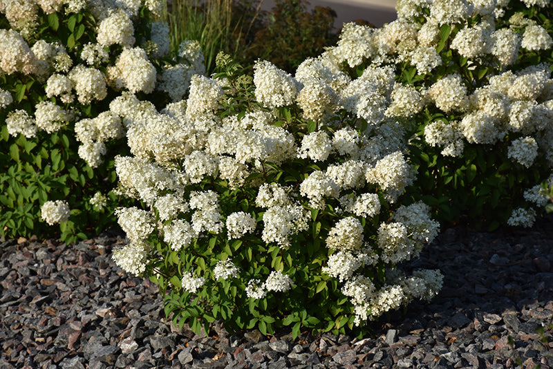 BOBO Hydrangea