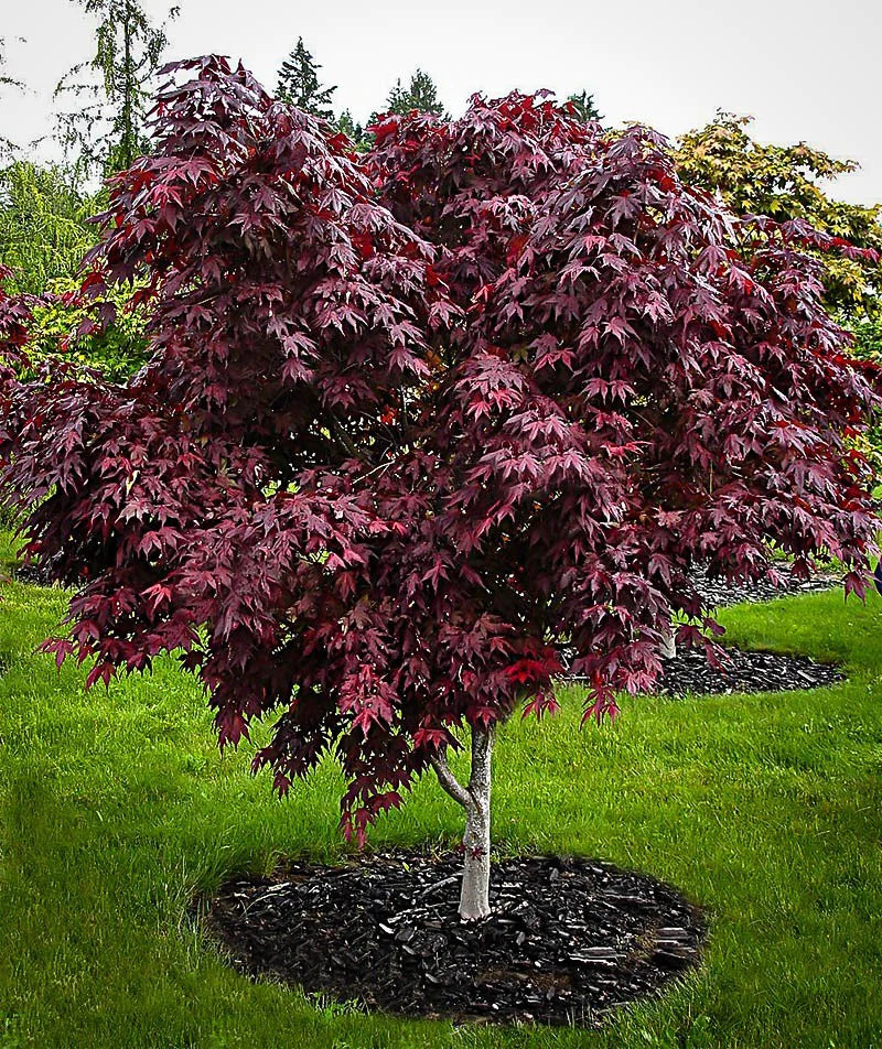 Acer p. 'Bloodgood' LB