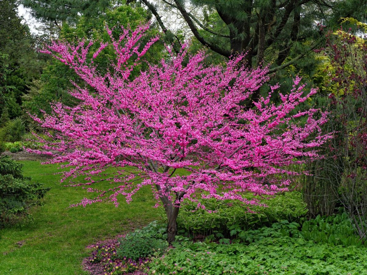 Baby Eastern Redbud