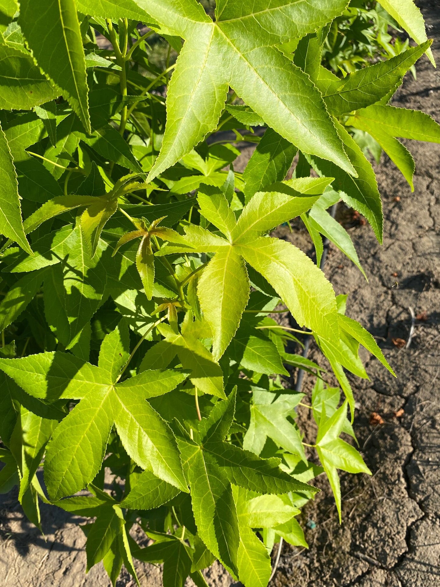 10ā Slender Silhouette Sweetgum - š²