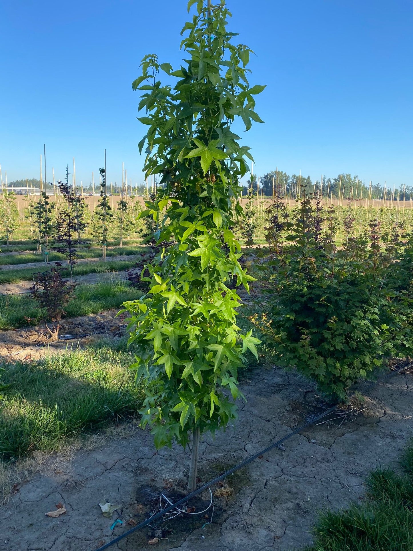 10ā Slender Silhouette Sweetgum - š²