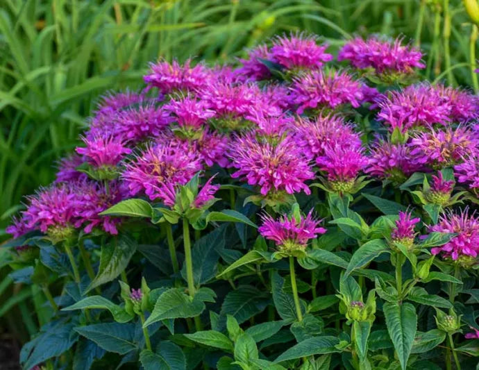 Monarda d. ‘pardon my purple’