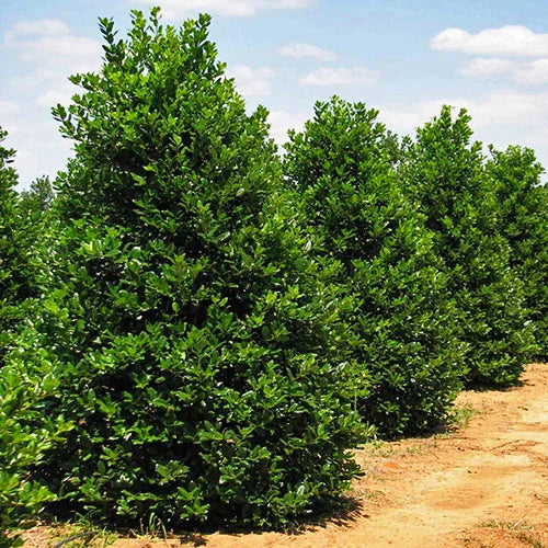 7' Nelly R Stephen's Holly Tree