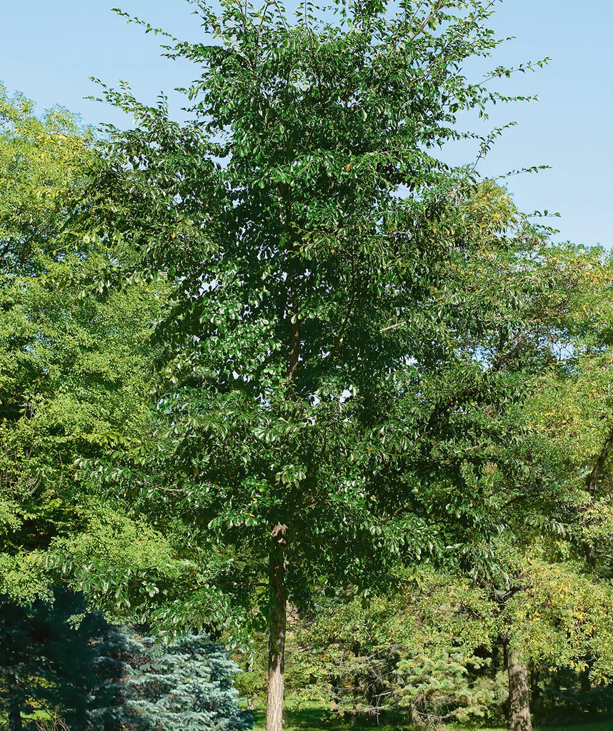 Allee Lacebark Elm
