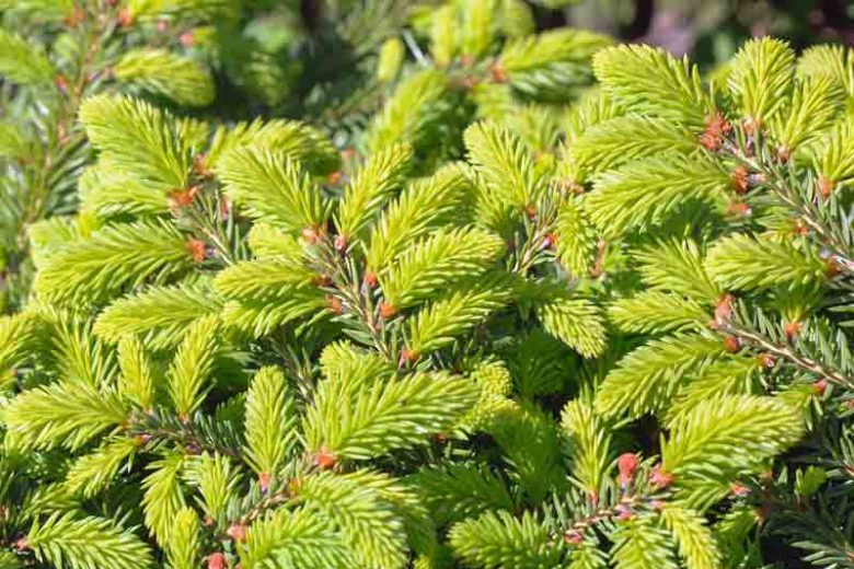 Picea a. ‘Pumila’ - Birds Nest Spruce
