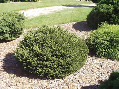Picea a. ‘Pumila’ - Birds Nest Spruce