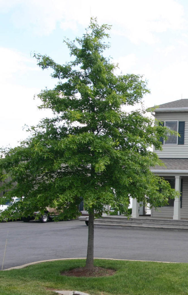 Pin Oak