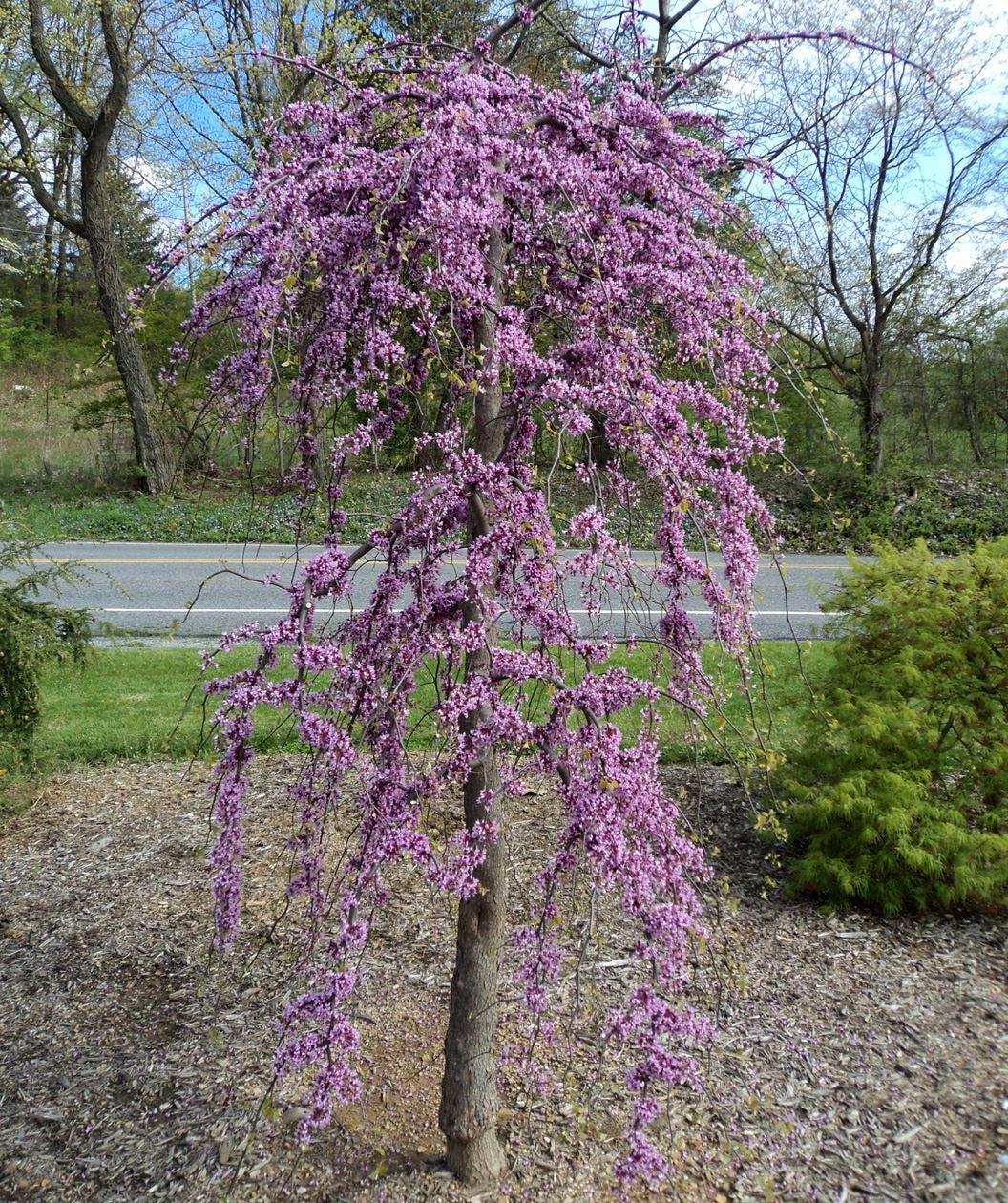 Pink Heartbreaker Redbud 1.5”