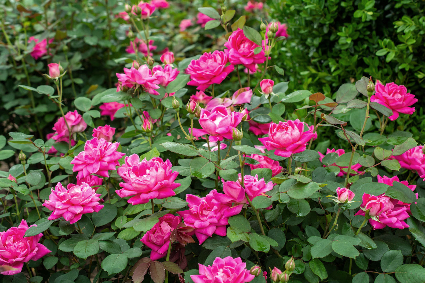 Rosa KO Pink Double Knock Out