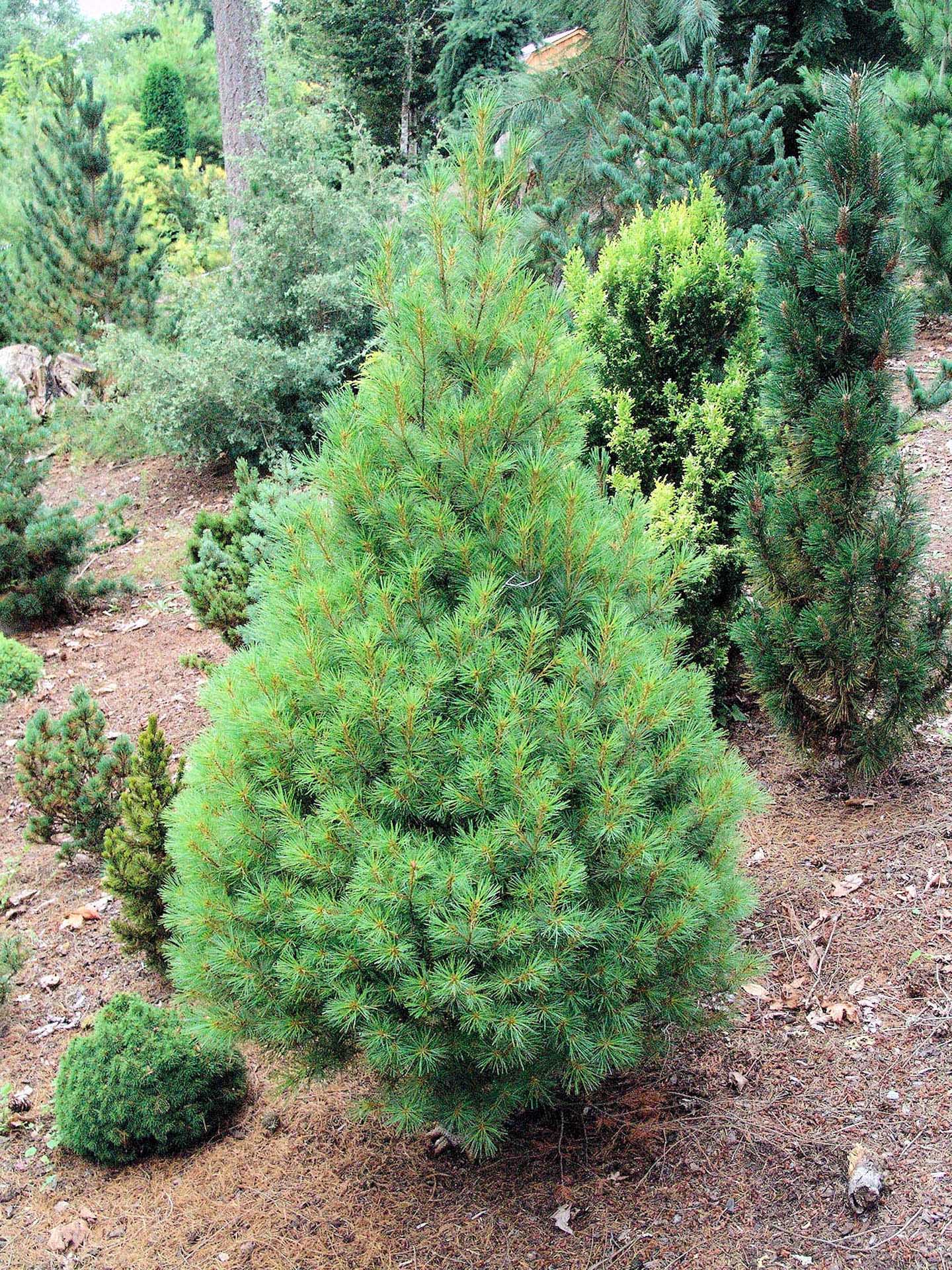 9’ White pine - 🌲