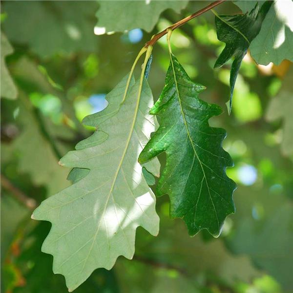 1.0ā Swamp Oak - š²