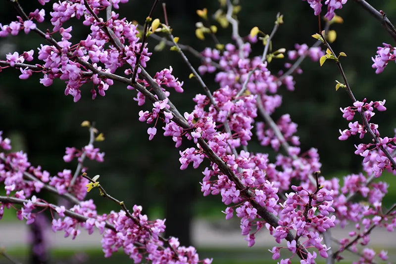6-7’ Eastern Redbud (clump) 12/2023 (3.0)