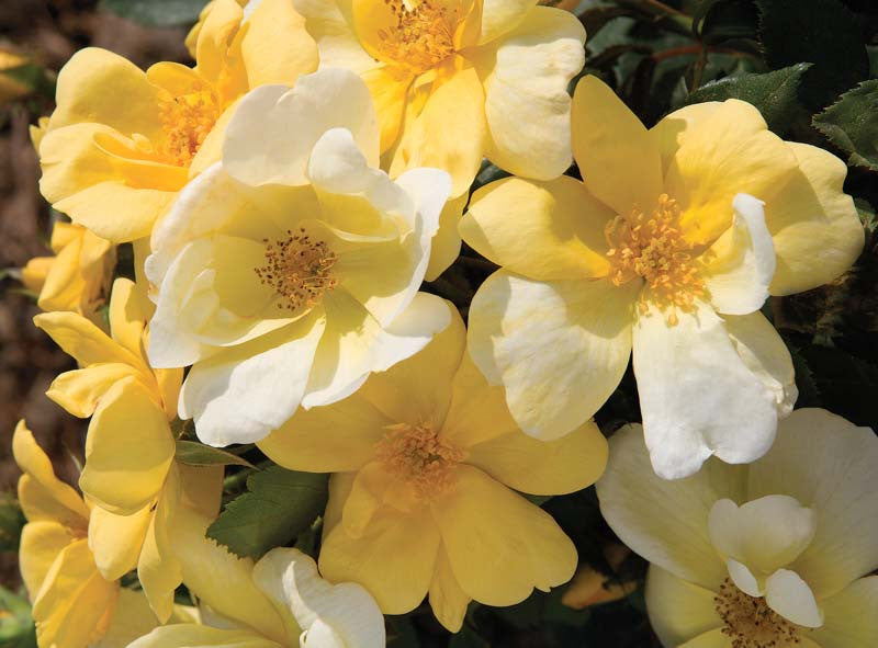 Rosa KO Sunny Knock Out