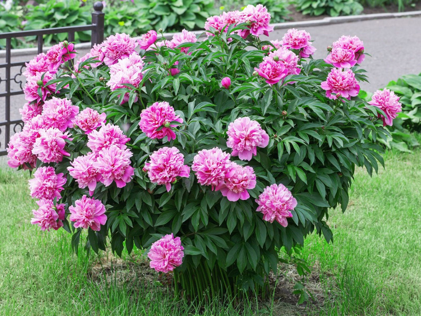 Peonias