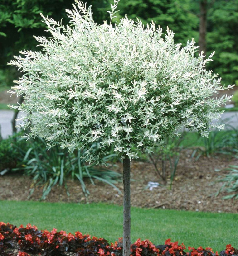 Salix Hakuro Nishiki STD