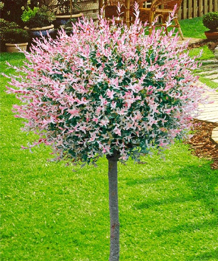 Salix Hakuro Nishiki STD