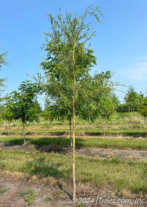 Golden Weeping Willow (Park Grade) - 🌲