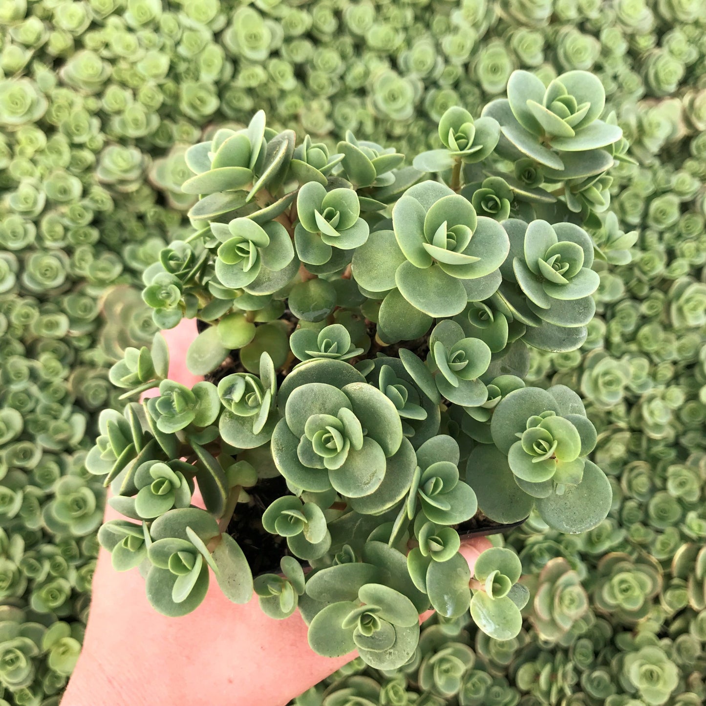 Sedum Lime Zinger