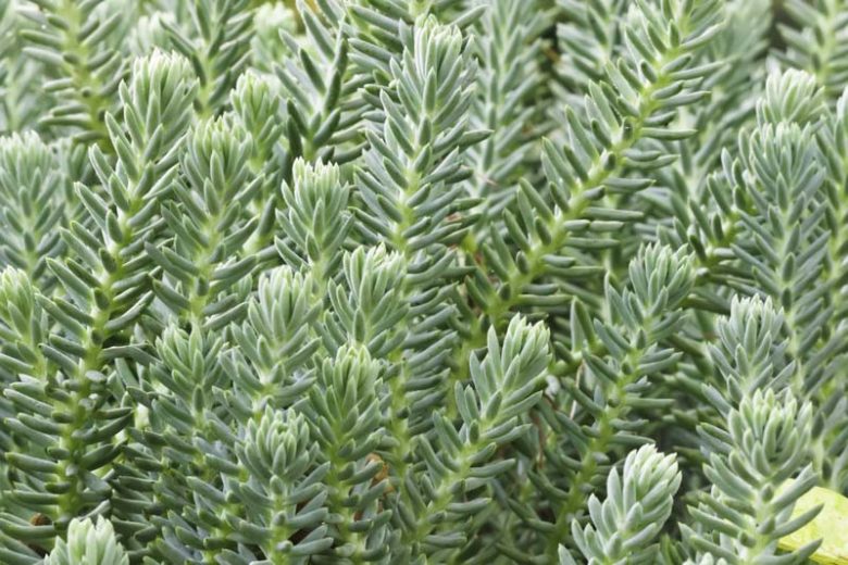 Sedum r. ‘Blue Spruce’