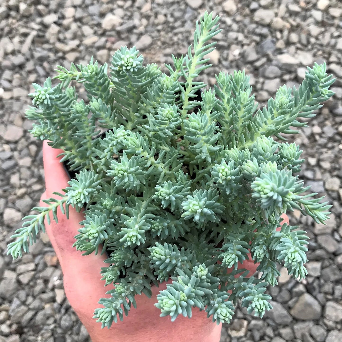 Sedum r. ‘Blue Spruce’