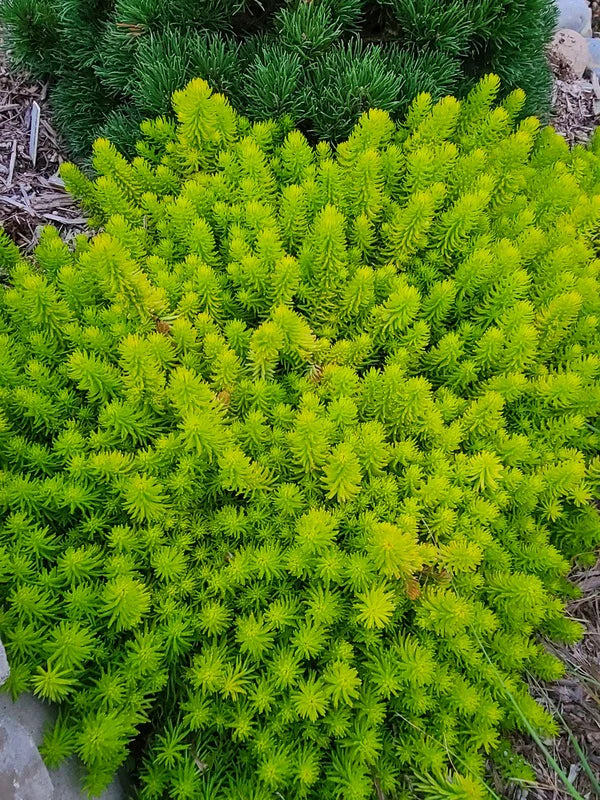 Sedum r. Angelina